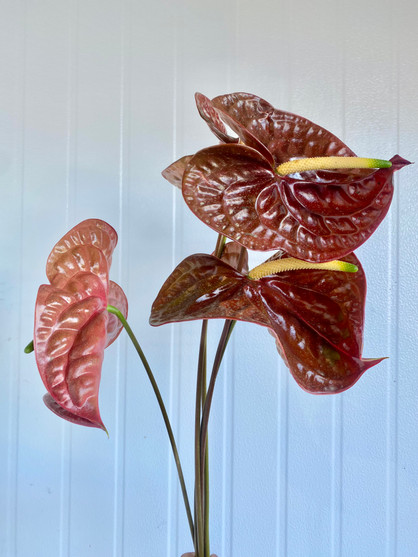 Anthurium Dark Red - 5st - Ramirez Wholesale Flowers Inc