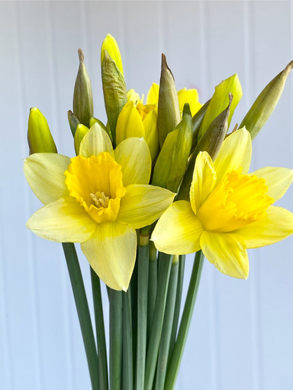 Yellow Daffodil - 10st.