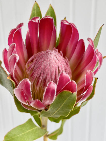 King Protea Pink Ca-Grown - 1st - Ramirez Wholesale Flowers Inc