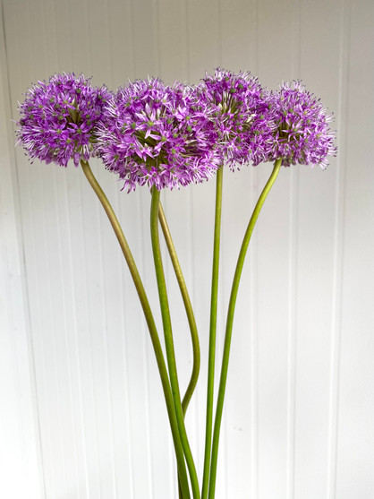Allium Summer Drummer - 5st. - Ramirez Wholesale Flowers Inc