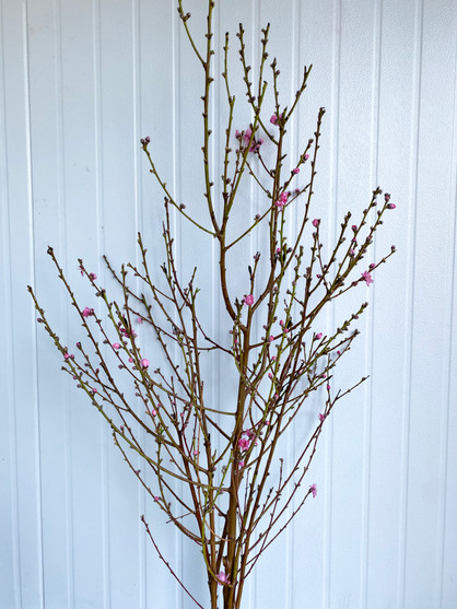 Cherry Blossom Pink 4ft (Ca-Grown)