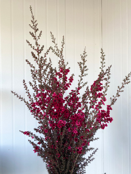 Lepto Flowering Hot Pink (Ca-Grown)  - (7-10st)