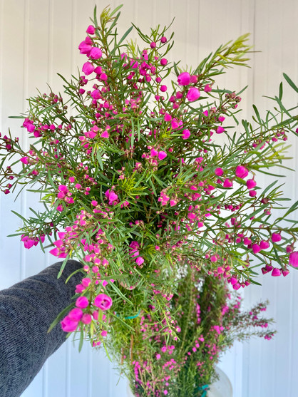 Boronia Hot Pink Ca-Grown - 10st.