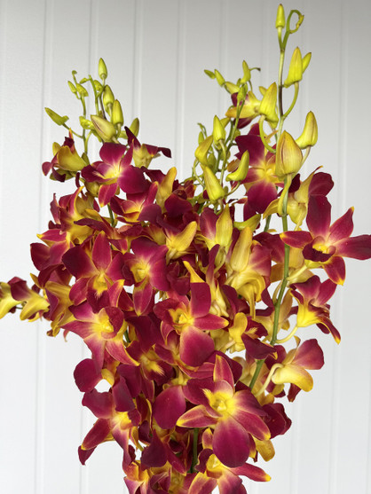 Dendrobium Orchid Purple - 10st - Ramirez Wholesale Flowers Inc