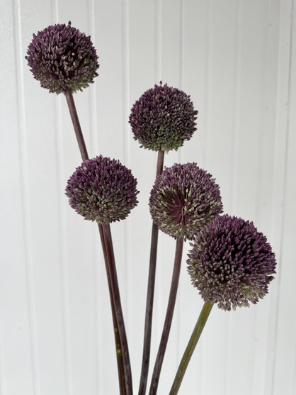 Allium Summer Drummer - 5st.