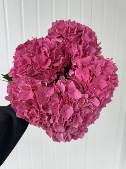 Hydrangeas Rodeo Pink - 5st. 