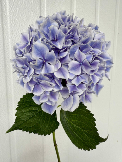 Hydrangeas Sunsation Purple - 5st.