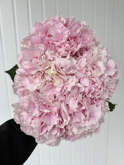 Hydrangeas Verena Pink - 5st. 