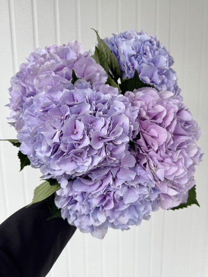 Hydrangeas Royal Benefit - 5st.