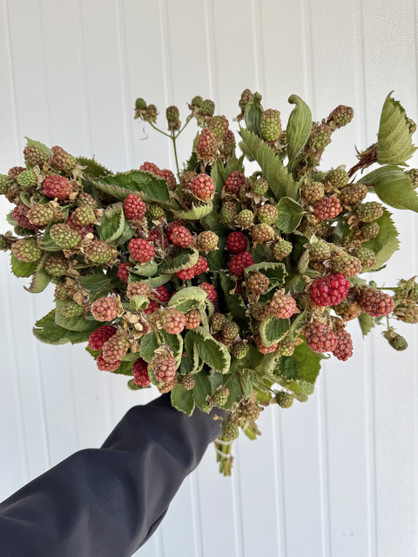 Blackberries - 10st.