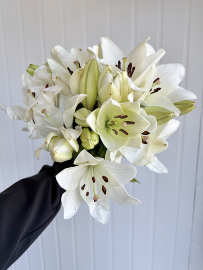Asiatic Lily White (Ca-Grown) - 10st. 