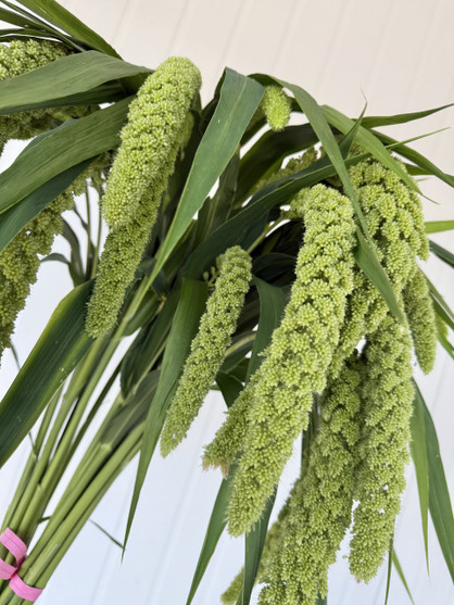 Millet Green Hanging (Ca-grown) - 10st.