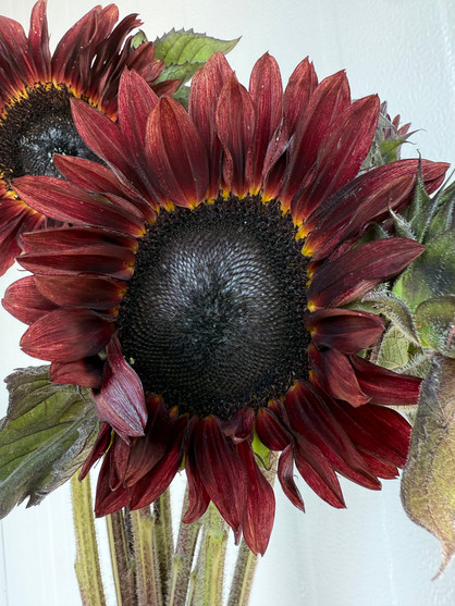 Sunflower Chocolate (Ca-Grown) - 5st.