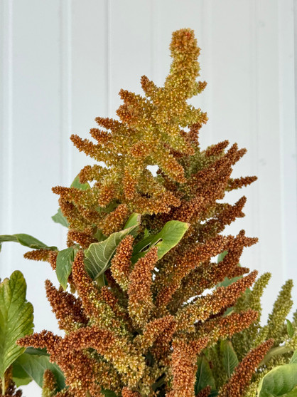 Amaranthus Upright Bicolor Bronze Mix Green (Ca Grown) - 6st