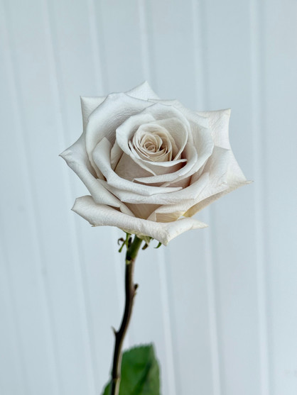 Offen【Reborn project】ROSE-pointed /WHITE White Paper Rose DIY Set - 12 per order (Pricing for sizes