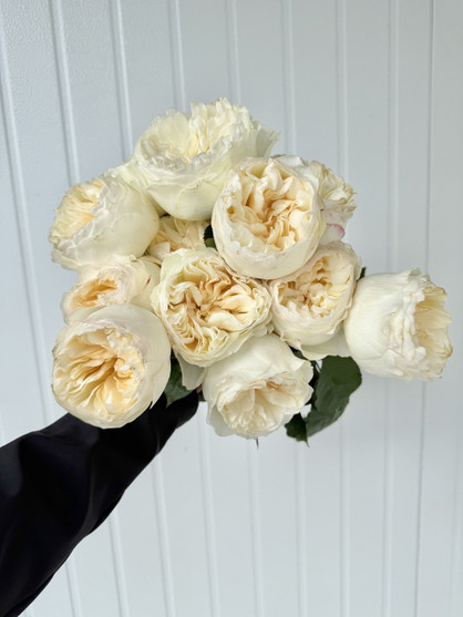 Mandarin X-Pression Garden Roses - 12st. - Ramirez Wholesale