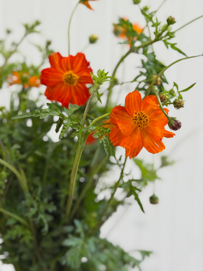 Cosmos Orange - 10st. 