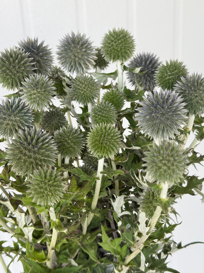 Echinops Globe Thistle - 10st.  Echinops Globe Thistle - 10st.