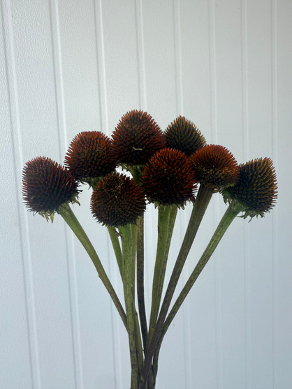 Echinacea Pods (Coneflowers) - 10st. 
