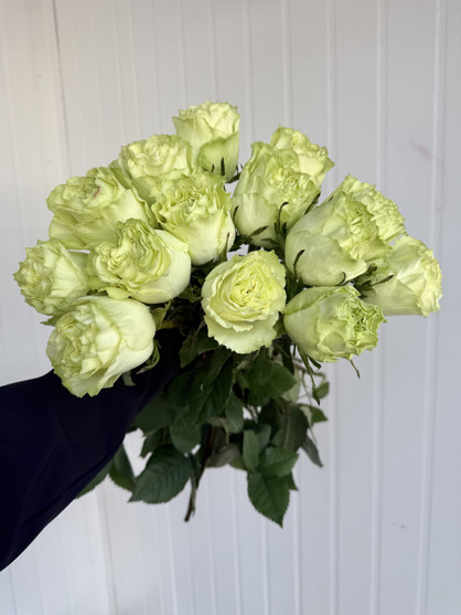 Lemonade Rose - 25st