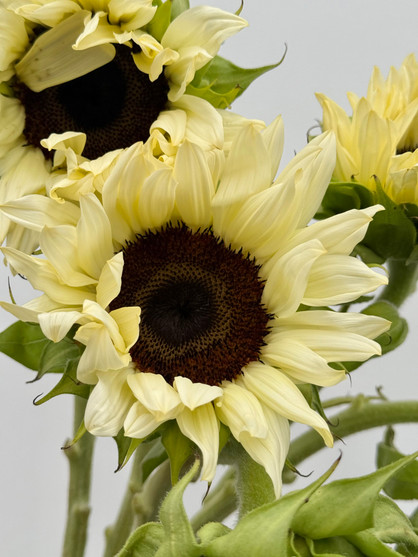 Sunflowers White (ca-grown)  - 5st.  
