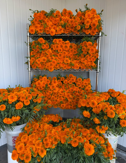 Marigold Orange Ca-Grown Boxlot - 100bu. (1000st.)