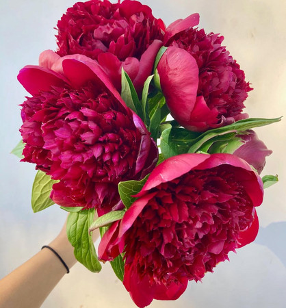 Peony Burgundy Red Charm - 5st.  Peony Burgundy Red Charm - 5st.