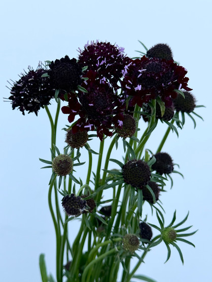 Scabiosa Burgundy Dark Ca-Grown - 10st.