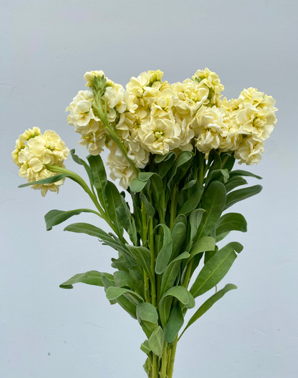 Stock Butterscotch Yellow CA-Grown - 10 stems