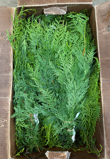 40lbs case Western Cedar 20bunches (size bunch 2lbs) 
