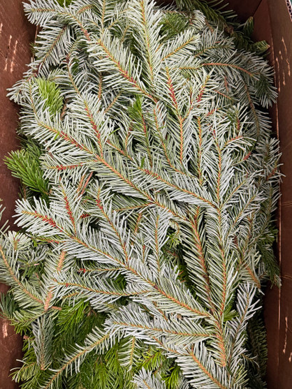 Silver Fir Tips 25lbs Case 