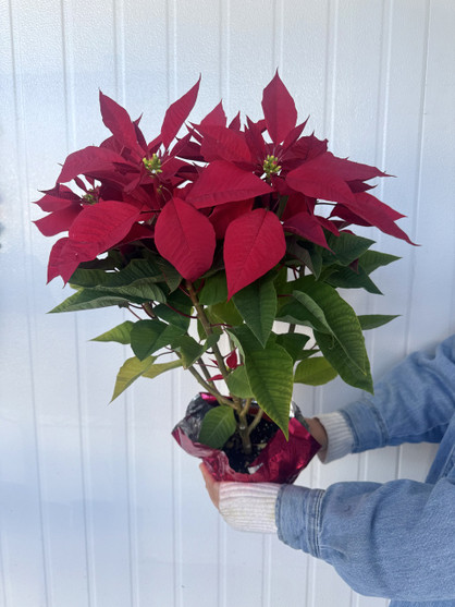 Poinsettia Red Potted 6inch