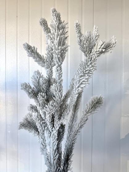 Flock Australian Pine - 5st