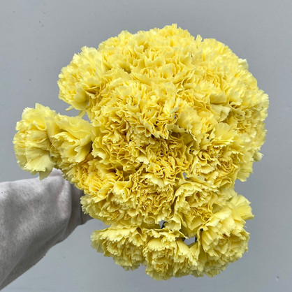 Carnations Yellow - 125st (5bu.)
