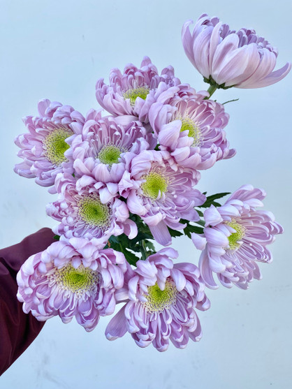 Cremon Mum Lavender - 50st (5bu.)