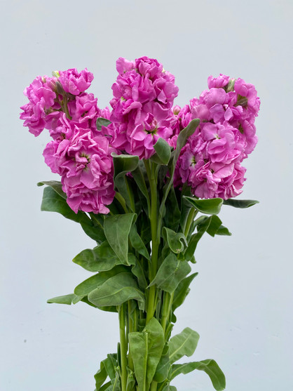 Stock Medium/Dark Pink CA-Grown - 10 stems