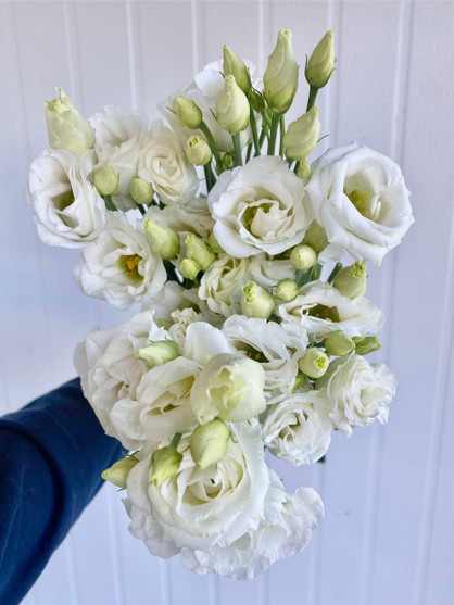 Lisianthus Whites Double - 25st. (5bu.)
