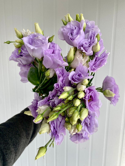 Lisianthus Lavender - 25st. (5bu.)