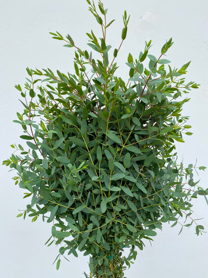Parvafolia Eucalyptus CA-Grown - 10 stems