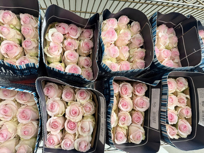 Valentine Nena Roses Boxlots - 10bu (250 stems total)