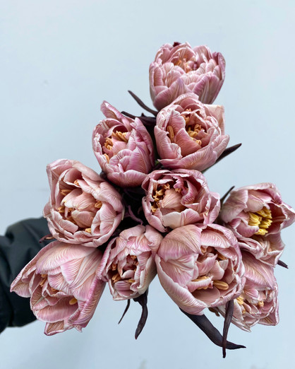 Brownie Double Tulips - 15bu. (150st)