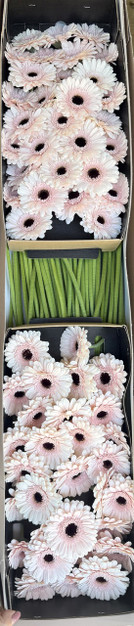 Gerber Daisies Mini Kokomo (Boxlot) - 60st.