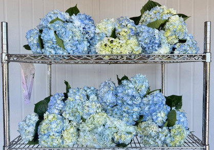 Hydrangea Classic Royal Palace Old Pink/Green Box - 30st