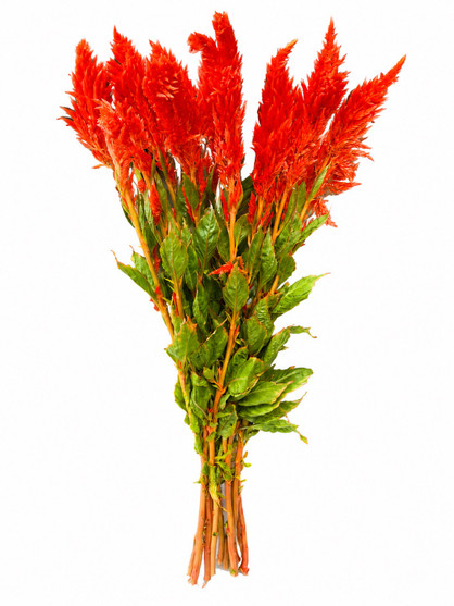 Feather Celosia Orange Ca-Grown - 10st