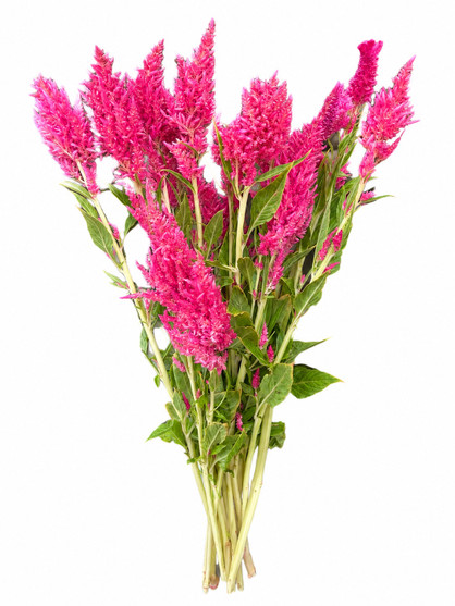 Feather Celosia Light Pink Ca-Grown - 10st