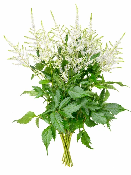 Astilbe White - 10st