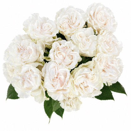 Cotton X-Pression Roses - 25st.