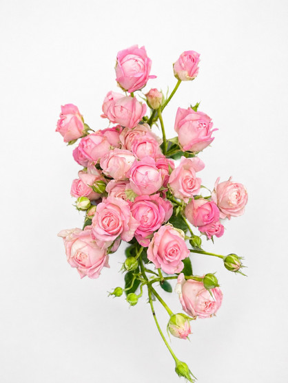 Garden Spray Rose Princess Fairy Kiss Ca-Grown - 8st.