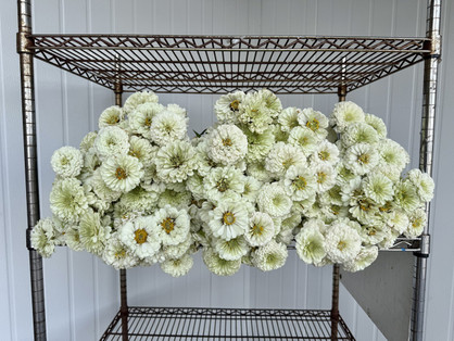 Zinnia White - 15bu. Box (150st. total) - Available July-September