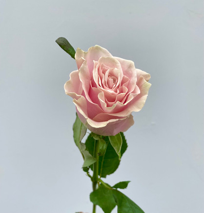 Pink Mondial Roses - 25 stems